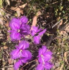 Thysanotus tuberosus subsp. tuberosus at Bruce, ACT - 18 Nov 2020 12:19 AM