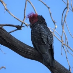 Callocephalon fimbriatum (Gang-gang Cockatoo) at O'Malley, ACT - 18 Nov 2020 by Mike