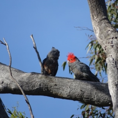Callocephalon fimbriatum (Gang-gang Cockatoo) at Mount Mugga Mugga - 18 Nov 2020 by Mike