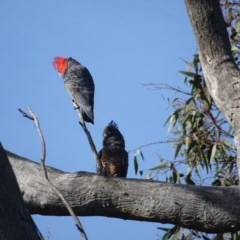 Callocephalon fimbriatum at O'Malley, ACT - 19 Nov 2020