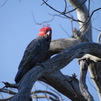 Callocephalon fimbriatum (Gang-gang Cockatoo) at O'Malley, ACT - 19 Nov 2020 by Mike