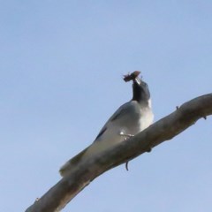 Coracina novaehollandiae (Black-faced Cuckooshrike) at Dryandra St Woodland - 18 Nov 2020 by ConBoekel