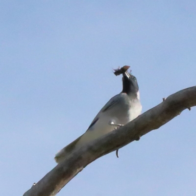 Coracina novaehollandiae (Black-faced Cuckooshrike) at Dryandra St Woodland - 19 Nov 2020 by ConBoekel