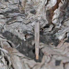 Lepidoscia arctiella (Tower Case Moth) at Dryandra St Woodland - 18 Nov 2020 by ConBoekel
