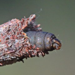 Lepidoscia (genus) IMMATURE (Unidentified Cone Case Moth larva, pupa, or case) at Dryandra St Woodland - 18 Nov 2020 by ConBoekel