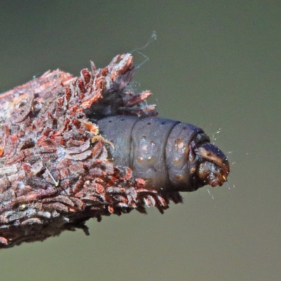 Lepidoscia (genus) IMMATURE (Unidentified Cone Case Moth larva, pupa, or case) at Dryandra St Woodland - 18 Nov 2020 by ConBoekel