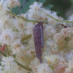 Conoeca or Lepidoscia (genera) IMMATURE at O'Connor, ACT - 19 Nov 2020