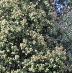 Lepidoscia (genus) IMMATURE at O'Connor, ACT - 19 Nov 2020