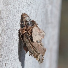 Hyalarcta huebneri (Leafy Case Moth) at Dryandra St Woodland - 18 Nov 2020 by ConBoekel