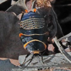 Ellipsidion australe (Austral Ellipsidion cockroach) at O'Connor, ACT - 18 Nov 2020 by ConBoekel