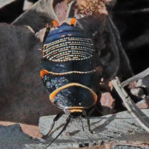 Ellipsidion australe at O'Connor, ACT - 19 Nov 2020