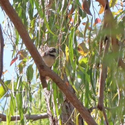 Rhipidura albiscapa (Grey Fantail) at Dryandra St Woodland - 19 Nov 2020 by ConBoekel