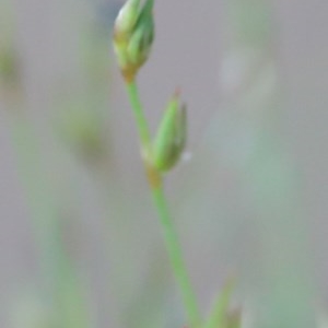 Juncus bufonius at O'Connor, ACT - 19 Nov 2020