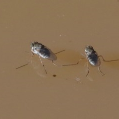 Brachydeutera sydneyensis (Shore fly) at Dryandra St Woodland - 18 Nov 2020 by ConBoekel