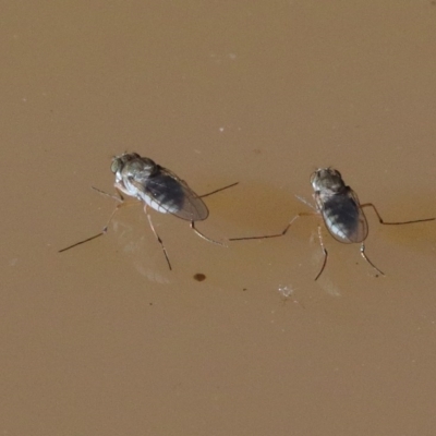 Brachydeutera sydneyensis (Shore fly) at O'Connor, ACT - 18 Nov 2020 by ConBoekel