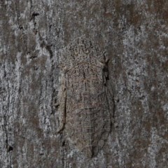 Stenocotis sp. (genus) at O'Connor, ACT - 19 Nov 2020