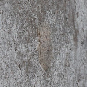 Stenocotis sp. (genus) at O'Connor, ACT - 19 Nov 2020 09:00 AM