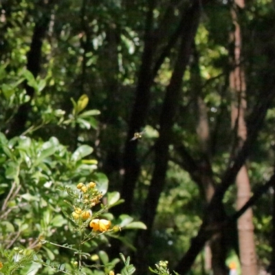 Xylocopa (Lestis) aerata (Golden-Green Carpenter Bee) at Acton, ACT - 18 Nov 2020 by TimL