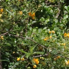 Xylocopa (Lestis) aerata at Acton, ACT - 18 Nov 2020