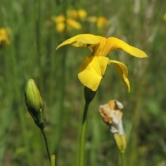 Goodenia pinnatifida (Scrambled Eggs) at Conder, ACT - 3 Nov 2020 by michaelb