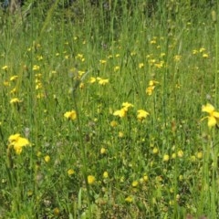 Goodenia pinnatifida at Conder, ACT - 3 Nov 2020