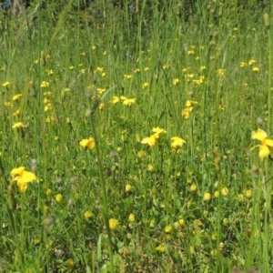 Goodenia pinnatifida at Conder, ACT - 3 Nov 2020