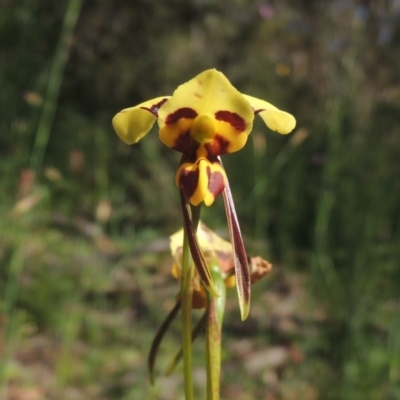 Diuris sulphurea (Tiger Orchid) at Tuggeranong Hill - 3 Nov 2020 by michaelb