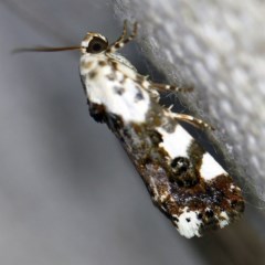 Acontia nivipicta (Blotched Shoulder) at O'Connor, ACT - 18 Nov 2020 by ibaird