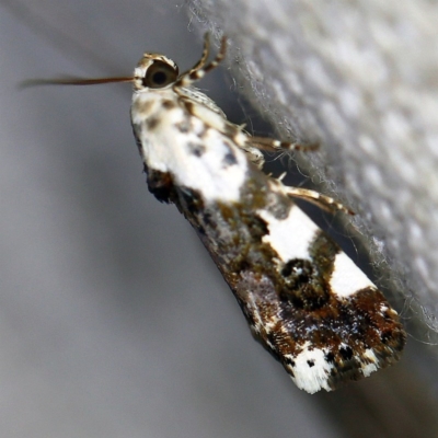 Acontia nivipicta (Blotched Shoulder) at O'Connor, ACT - 18 Nov 2020 by ibaird