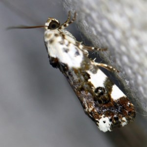 Acontia nivipicta at O'Connor, ACT - 18 Nov 2020