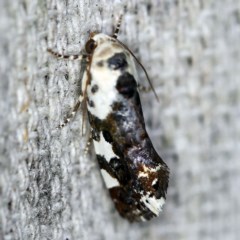 Acontia nivipicta at O'Connor, ACT - 18 Nov 2020 08:28 PM