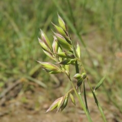 Rytidosperma carphoides (Short Wallaby Grass) at Conder, ACT - 3 Nov 2020 by MichaelBedingfield