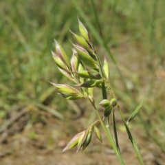 Rytidosperma carphoides (Short Wallaby Grass) at Conder, ACT - 3 Nov 2020 by michaelb