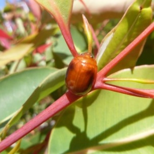 Paropsisterna liturata at Tathra, NSW - 17 Nov 2020