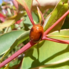 Paropsisterna liturata (Leaf beetle) at Tathra, NSW - 17 Nov 2020 by TathraPreschool