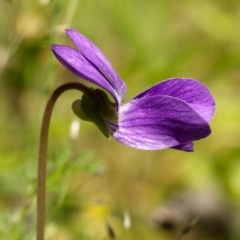 Viola sp. (Violet) at Paddys River, ACT - 18 Nov 2020 by trevsci