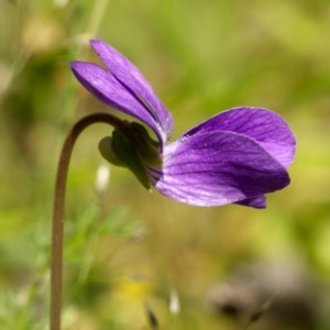 Viola sp. at Paddys River, ACT - 18 Nov 2020