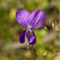 Viola sp. at Paddys River, ACT - 18 Nov 2020