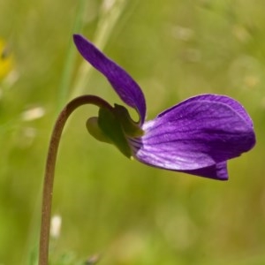 Viola sp. at Paddys River, ACT - 18 Nov 2020