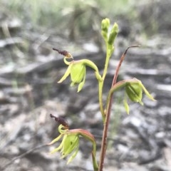 Caleana minor (Small Duck Orchid) at Black Mountain - 17 Nov 2020 by PeterR