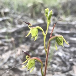 Caleana minor at Downer, ACT - 17 Nov 2020