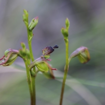 Caleana minor (Small Duck Orchid) at Downer, ACT - 17 Nov 2020 by PeterR