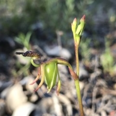 Caleana minor at Downer, ACT - 17 Nov 2020