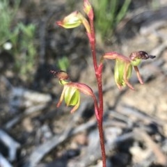 Caleana minor (Small Duck Orchid) at Black Mountain - 17 Nov 2020 by PeterR