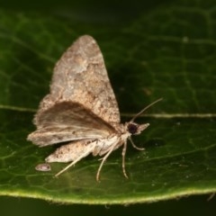 Epyaxa sodaliata (Sodaliata Moth, Clover Moth) at Melba, ACT - 11 Nov 2020 by kasiaaus