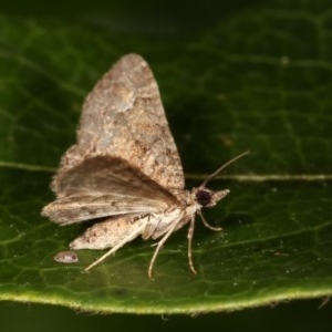 Epyaxa sodaliata at Melba, ACT - 12 Nov 2020