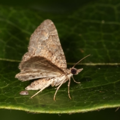 Epyaxa sodaliata (Sodaliata Moth, Clover Moth) at Melba, ACT - 11 Nov 2020 by kasiaaus