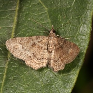 Epyaxa sodaliata at Melba, ACT - 12 Nov 2020 12:41 AM