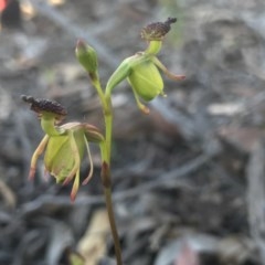 Caleana minor (Small Duck Orchid) at Downer, ACT - 17 Nov 2020 by PeterR