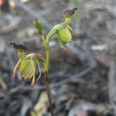 Caleana minor (Small Duck Orchid) at Black Mountain - 17 Nov 2020 by PeterR